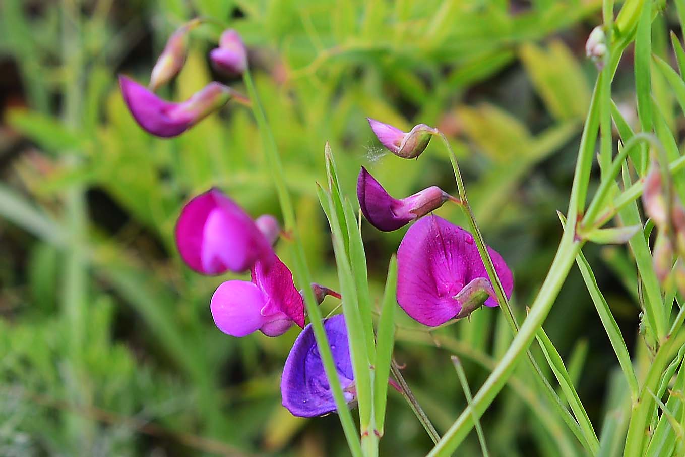 Lathyrus clymenum