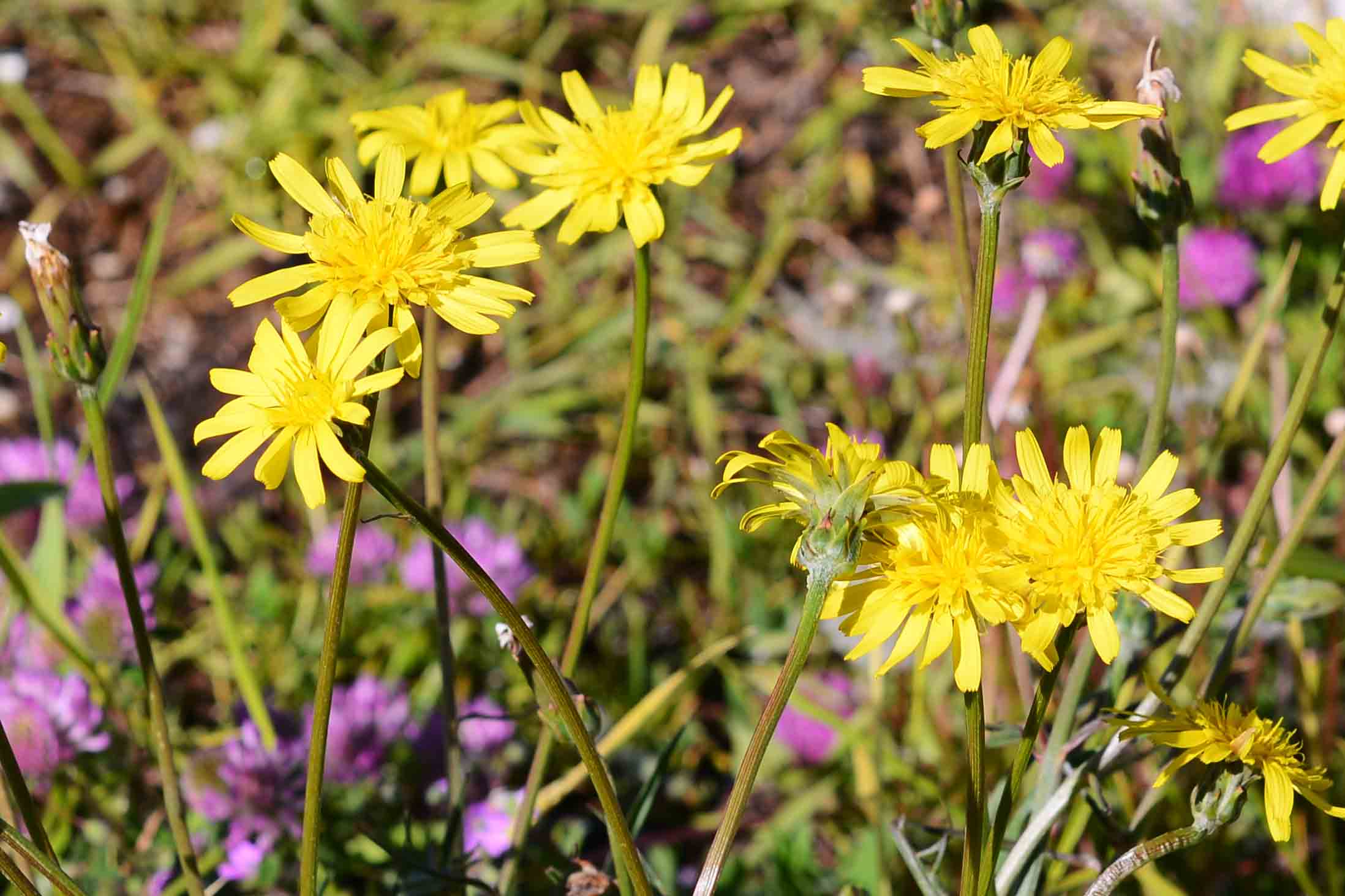 Scorzonera cana (=Podospermum canum) / Scorzanera delle argille