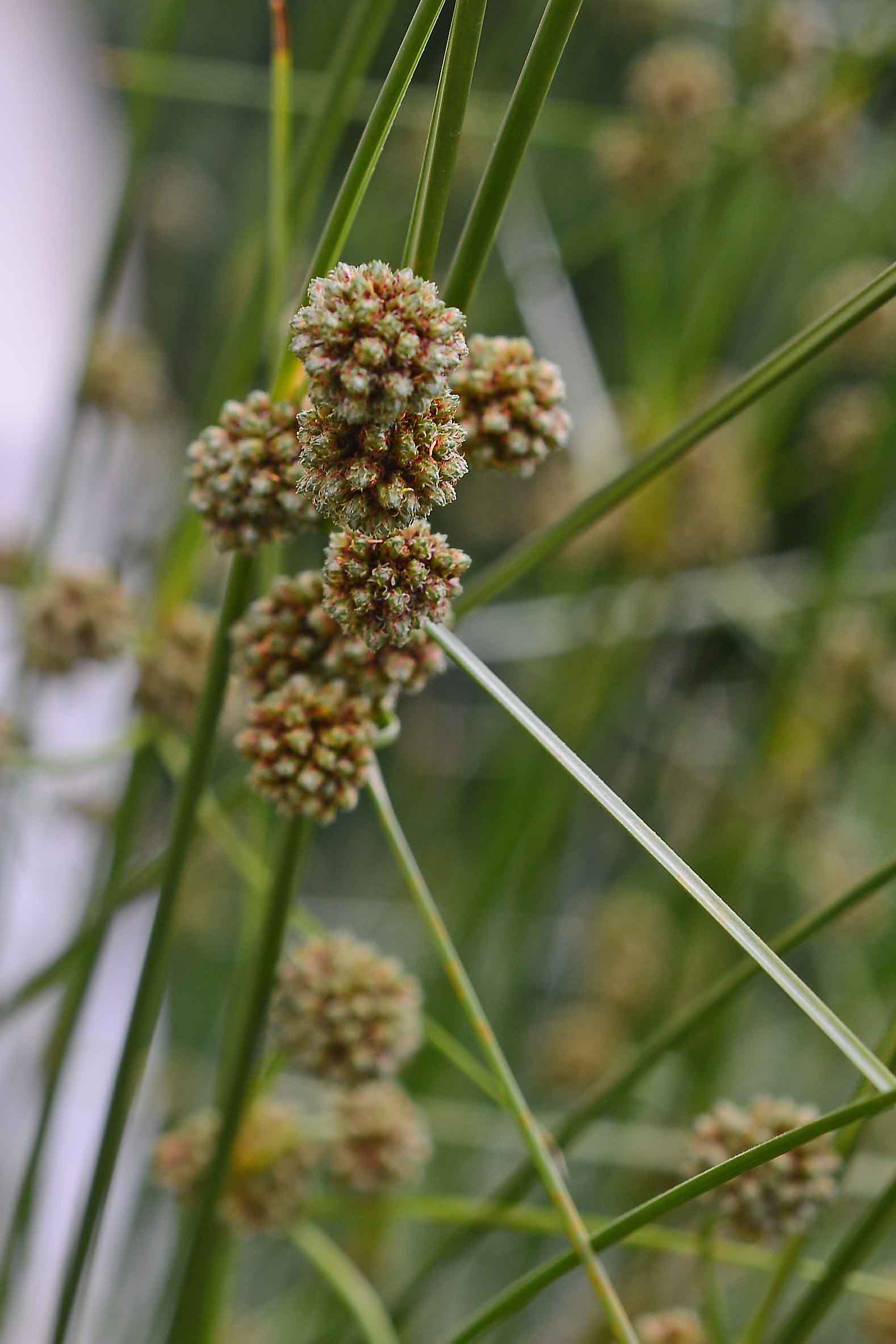 Scirpoides holoschoenus subsp. australis