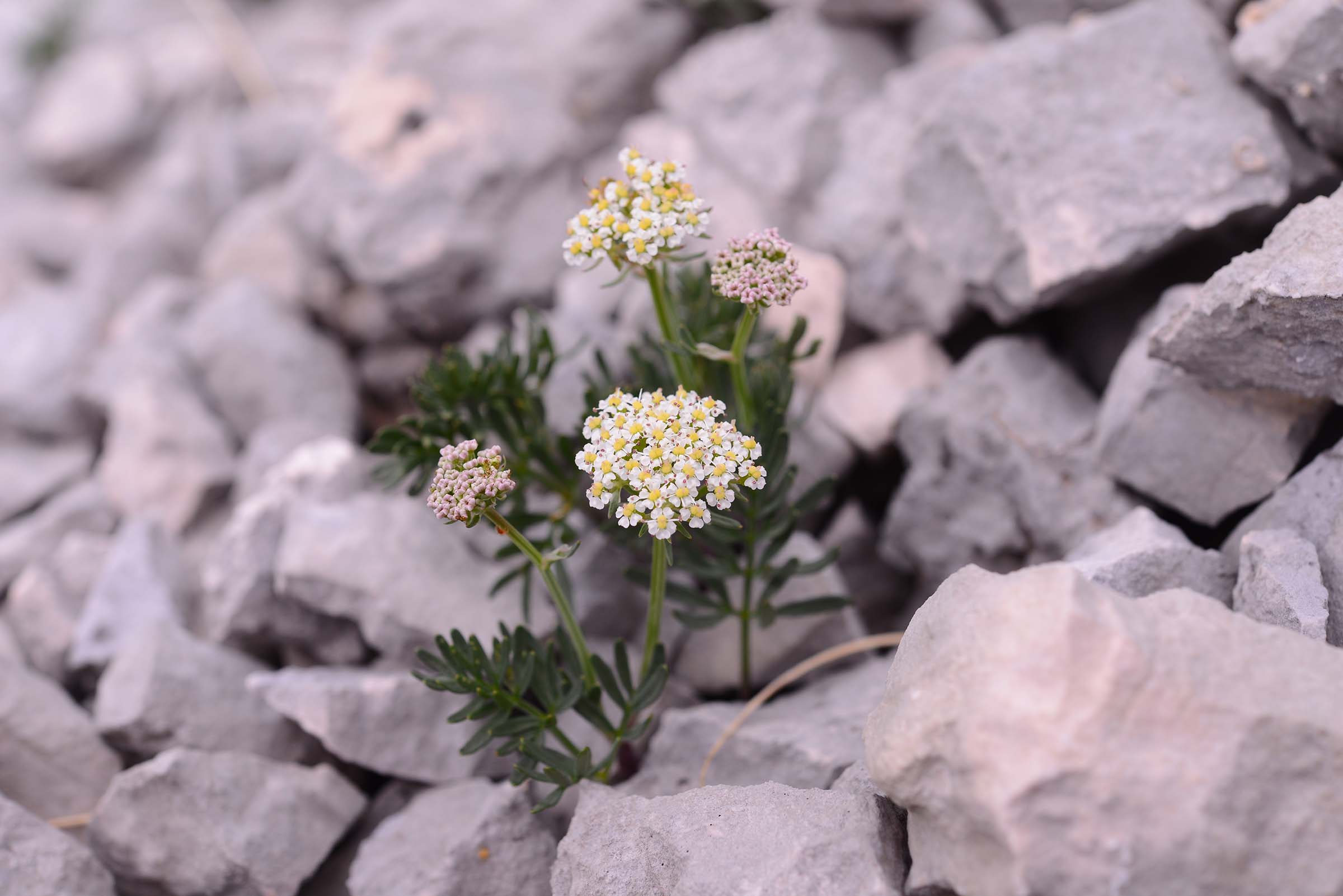 Bunium petraeum / Bulbocastano abruzzese