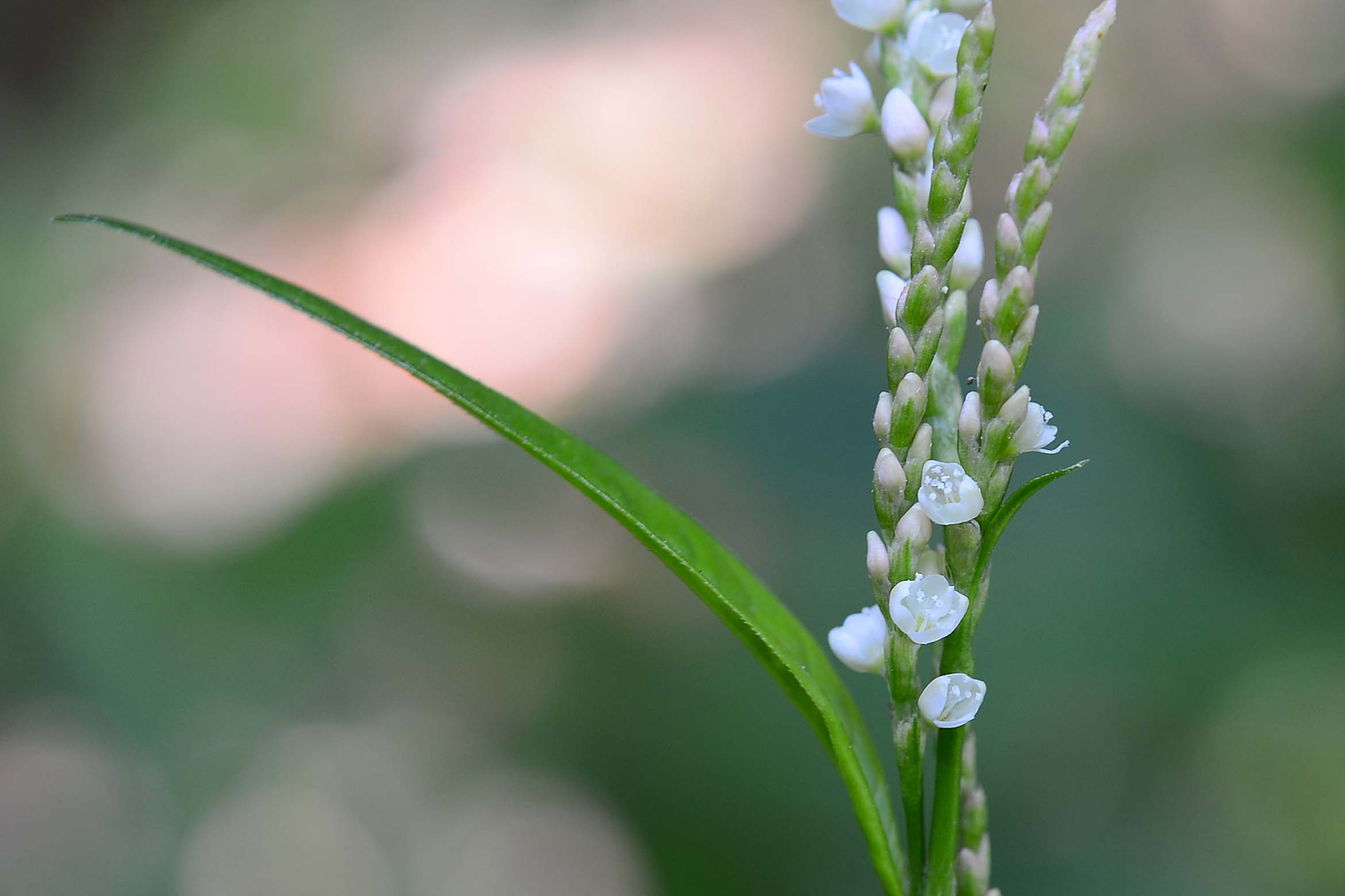 Persicaria maculosa / Poligono persicaria