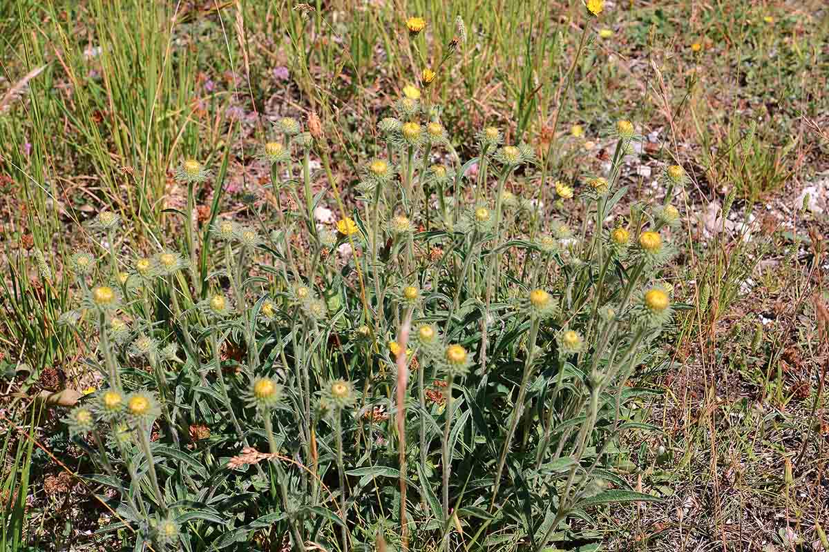 Pentanema montanum (=Inula montana) / Enula montana