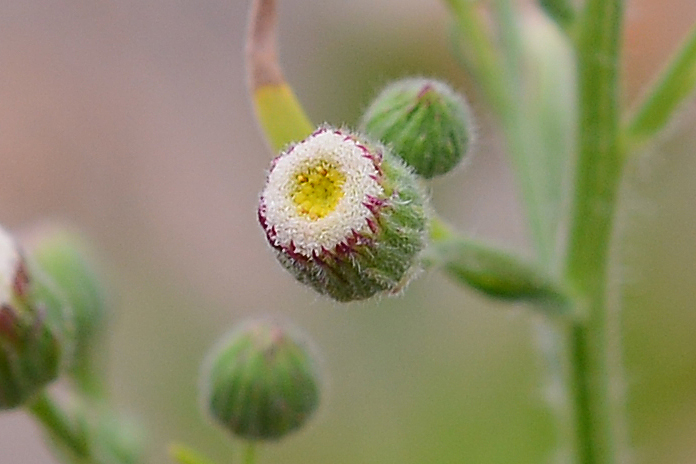 Erigeron bonariensis/ Cspica di Buenos Aires