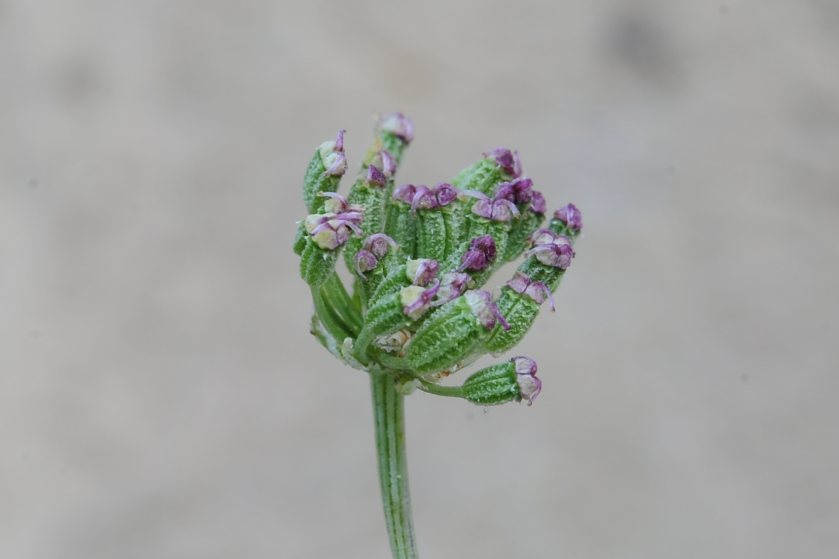 Apiacea - Seseli...?