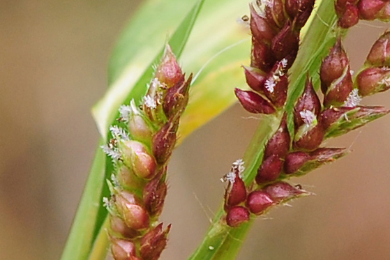 Echinochloa cfr. crus-galli