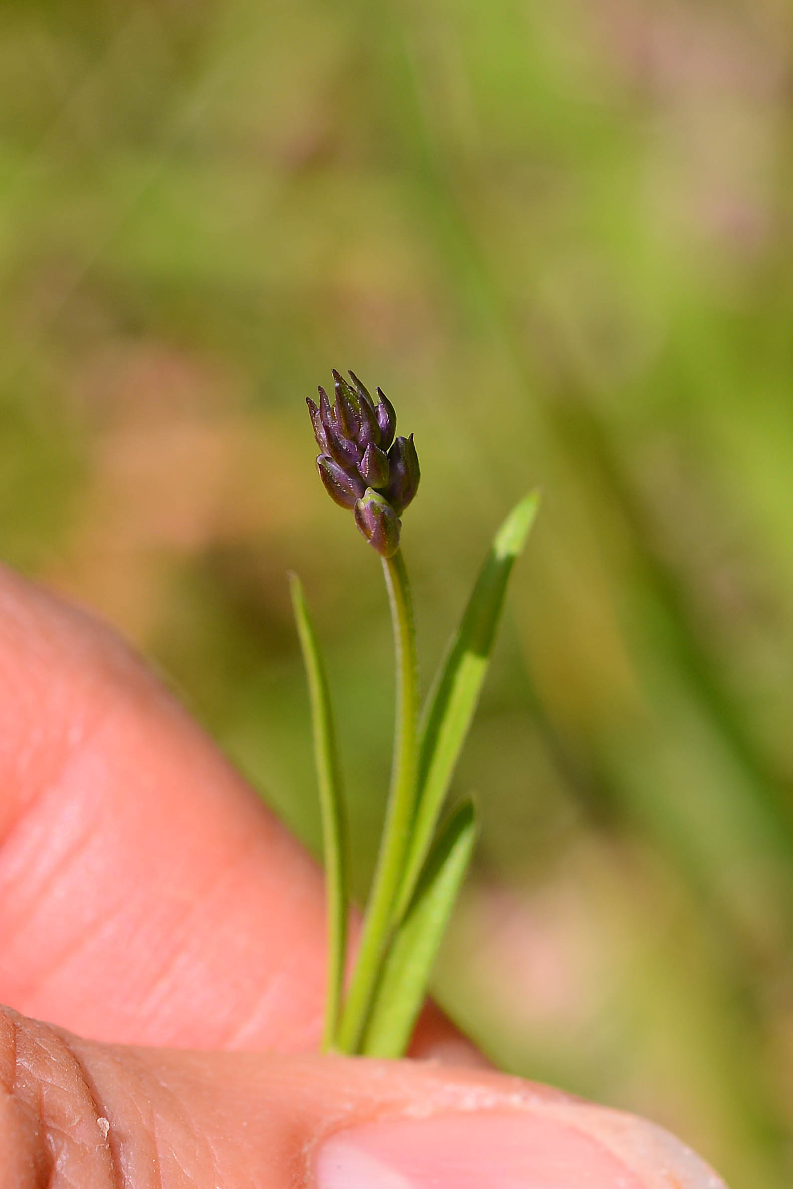 Polygala cfr. major  (Polygalaceae)