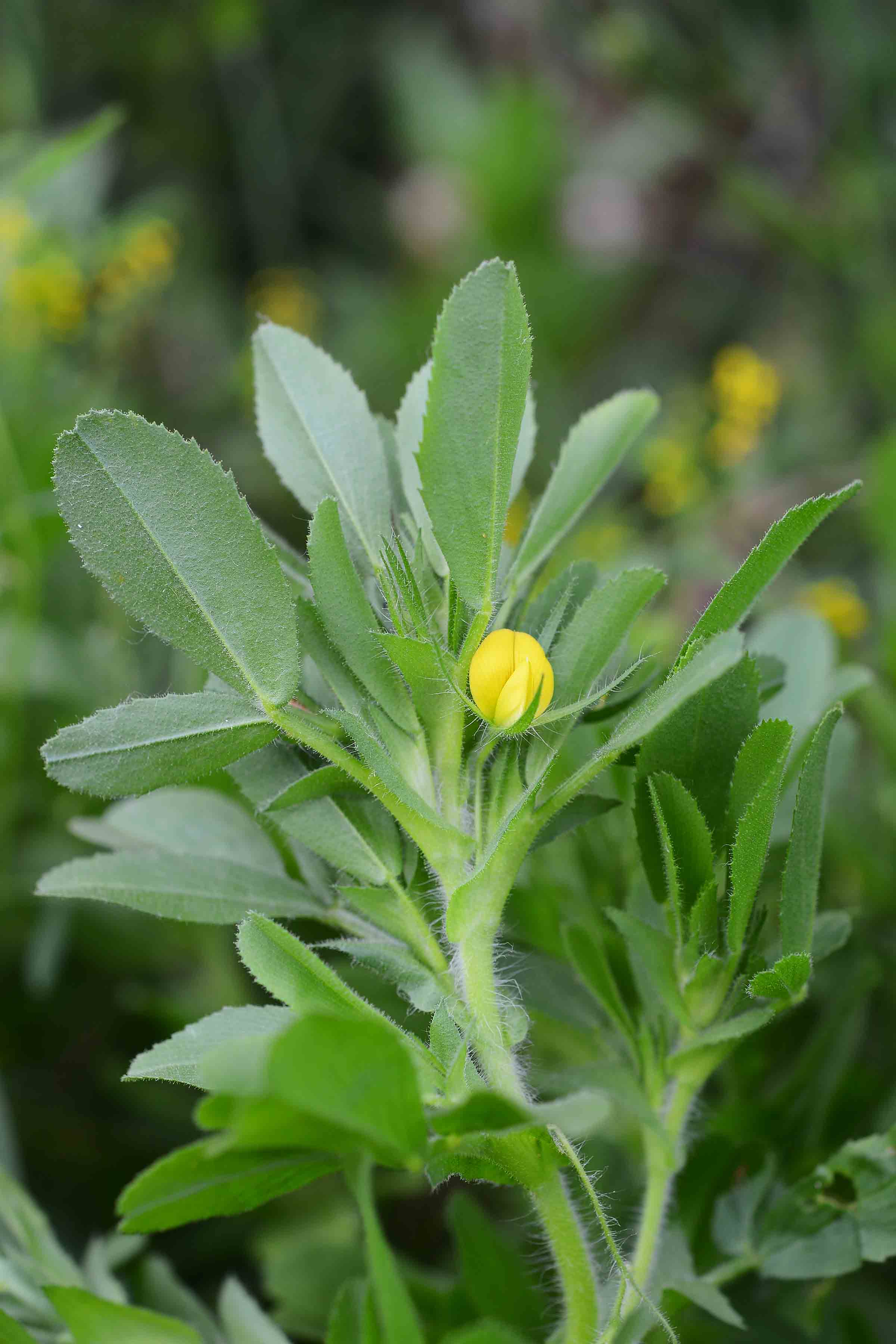 Ononis breviflora (= O.viscosa subsp. breviflora) / Ononide a fiori brevi