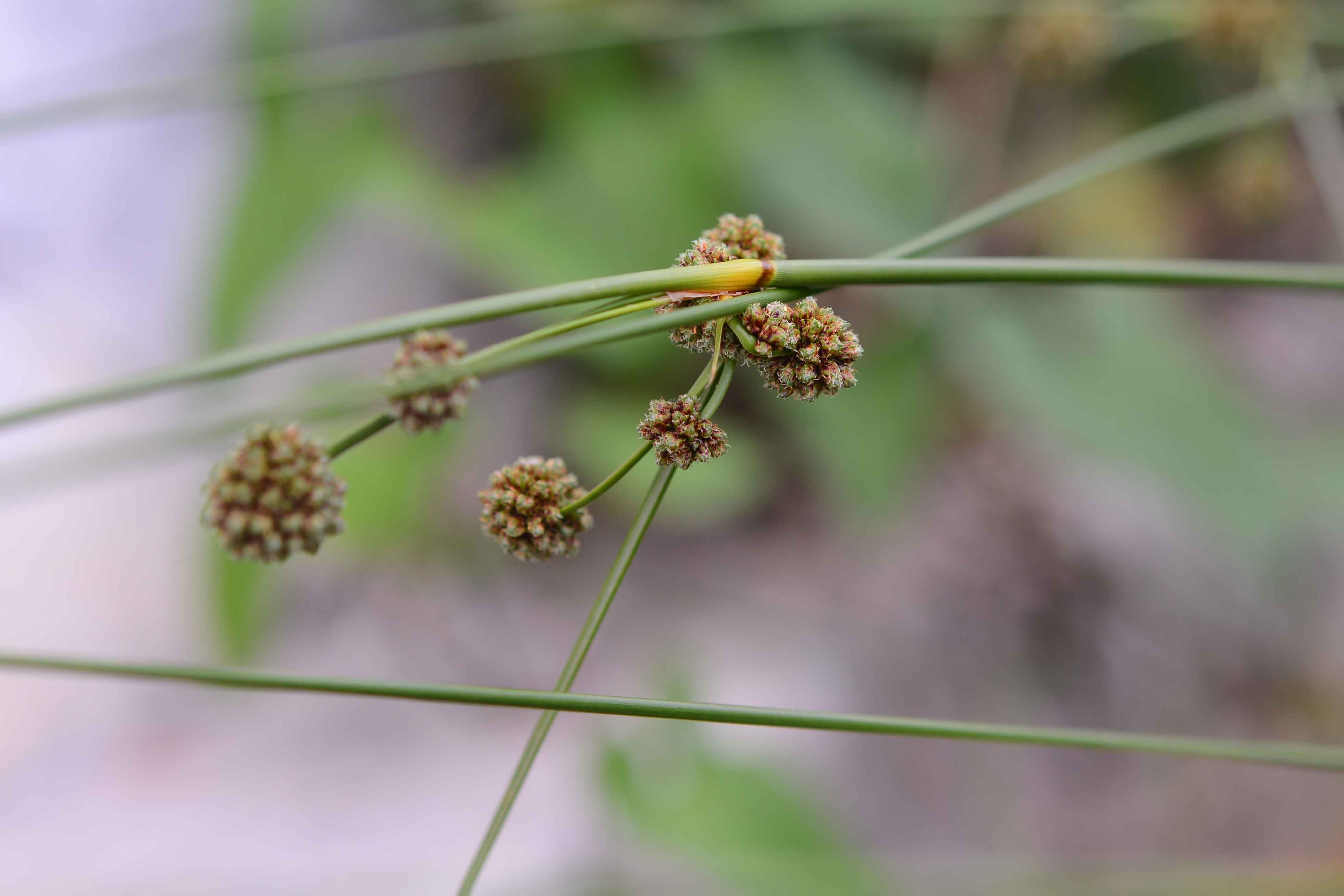 Scirpoides holoschoenus subsp. australis