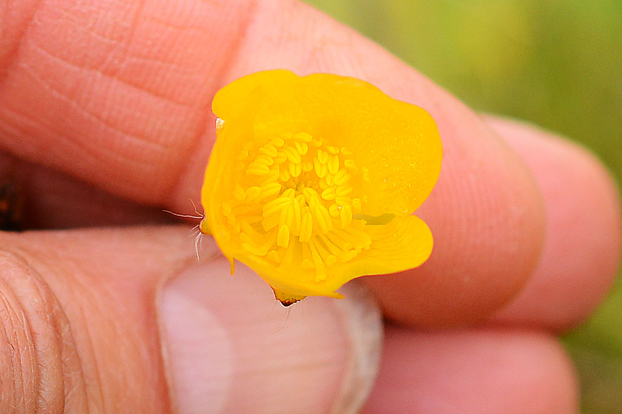 ranuncolo piana di castelluccio