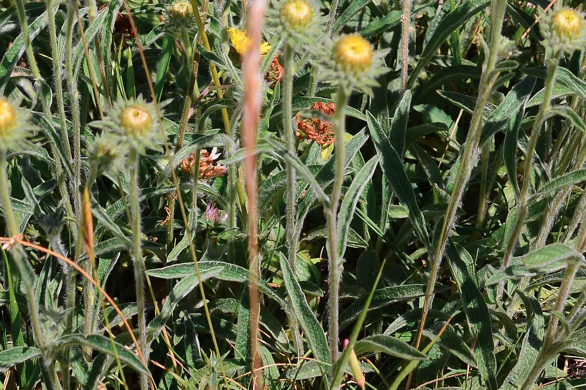 Pentanema montanum (=Inula montana) / Enula montana