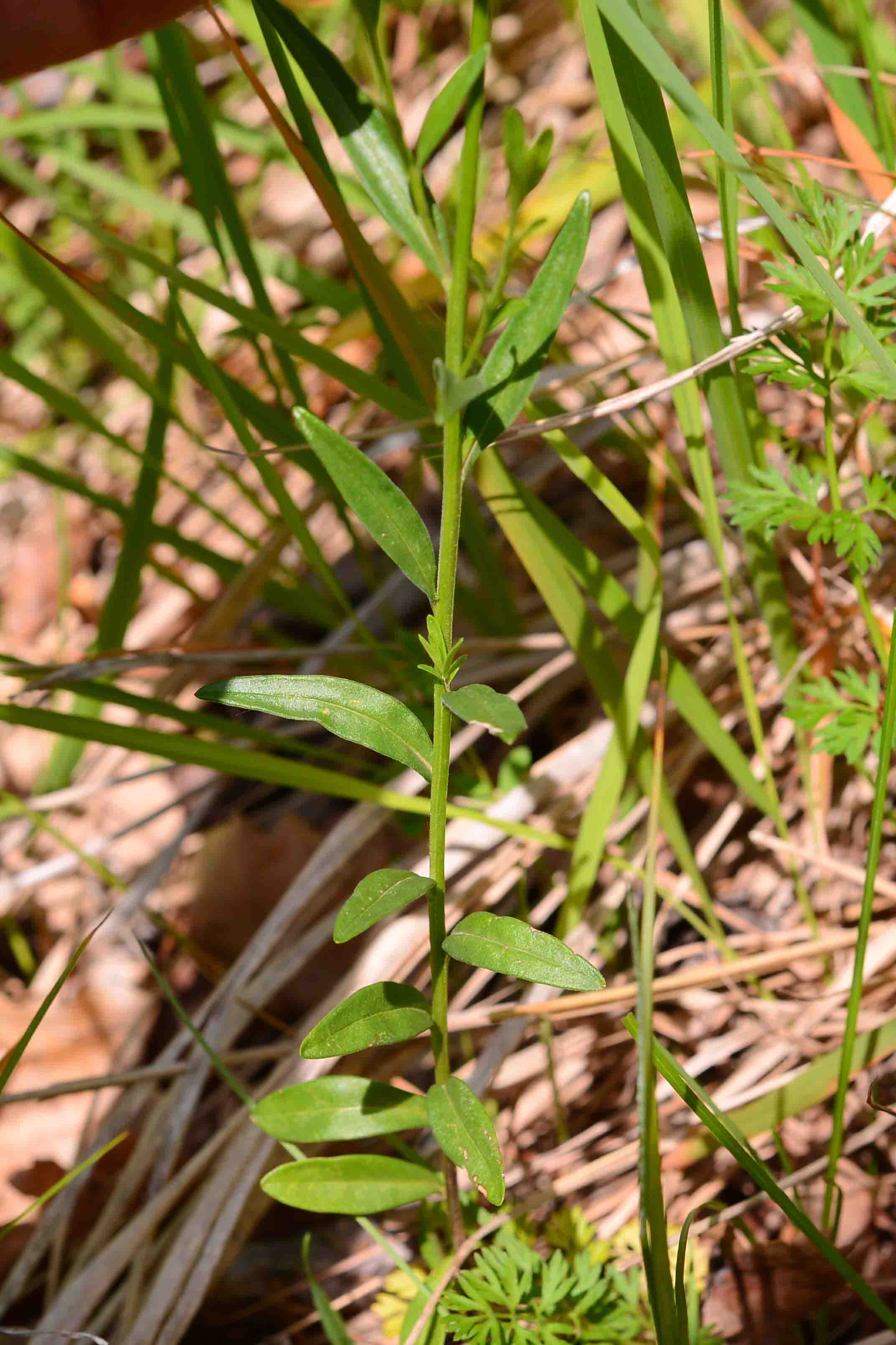 Polygala cfr. major  (Polygalaceae)