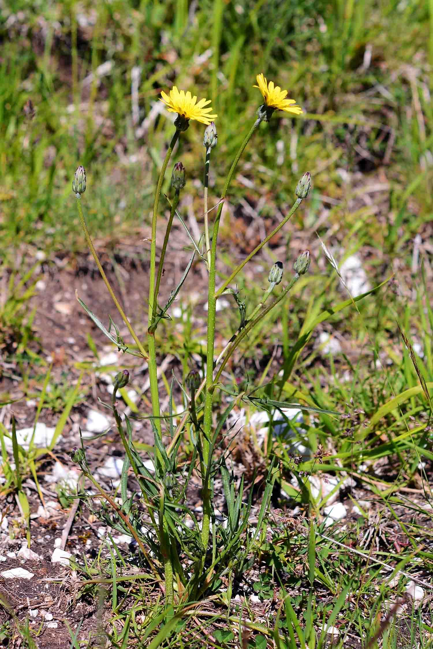 Scorzonera cana (=Podospermum canum) / Scorzanera delle argille