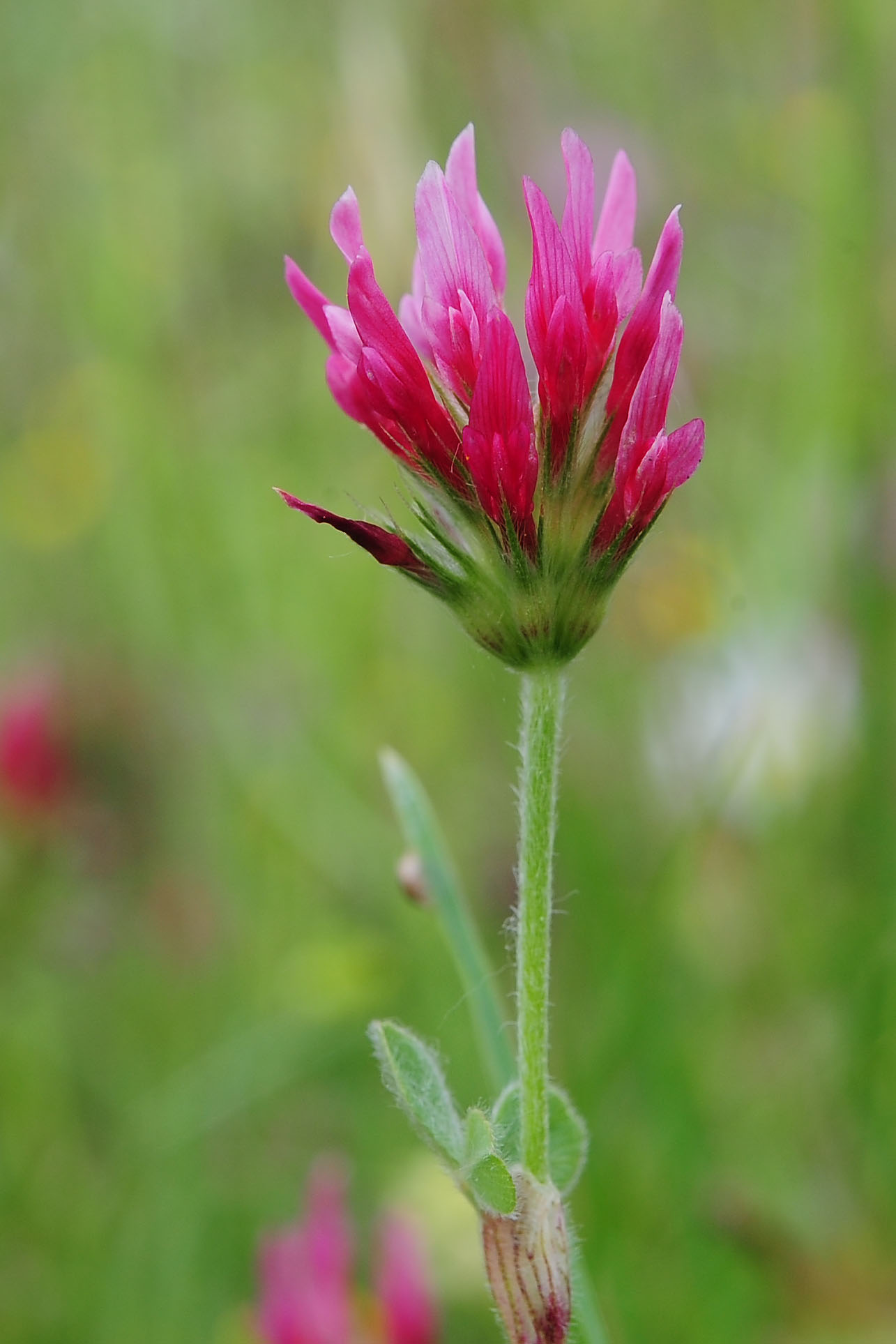 Trifolium incarnatum (Fabaceae)