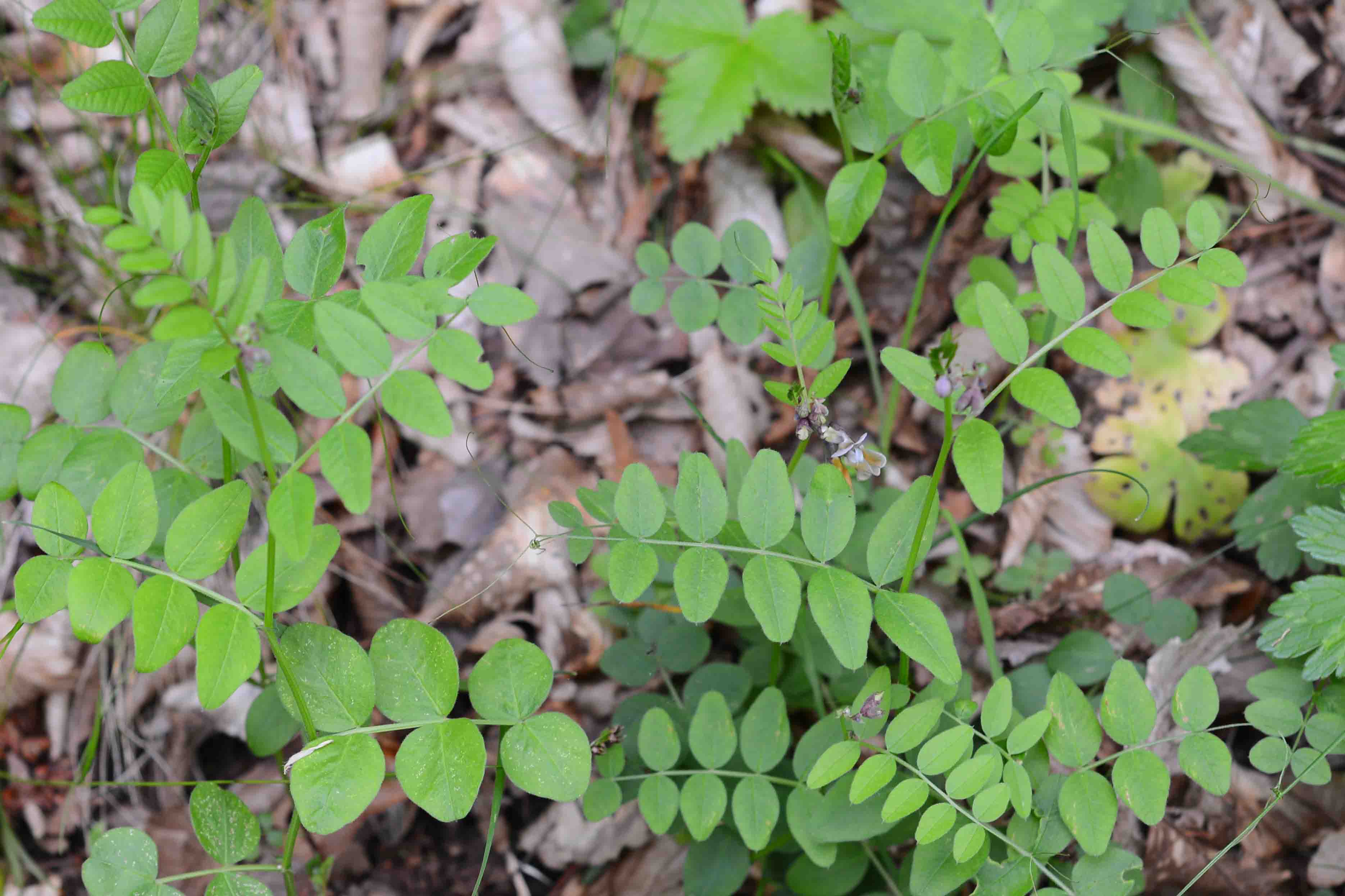 Vicia sepium / Veccia silvana