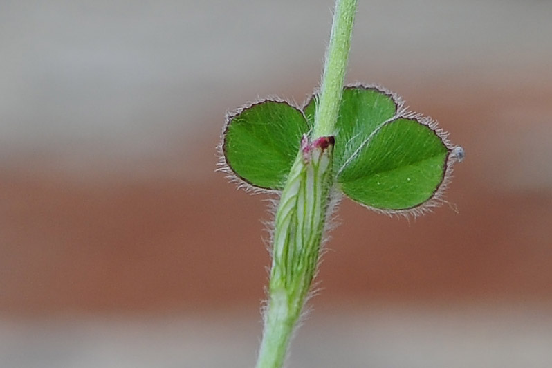Trifolium incarnatum (Fabaceae)