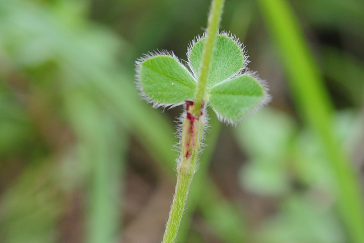 Trifolium incarnatum (Fabaceae)