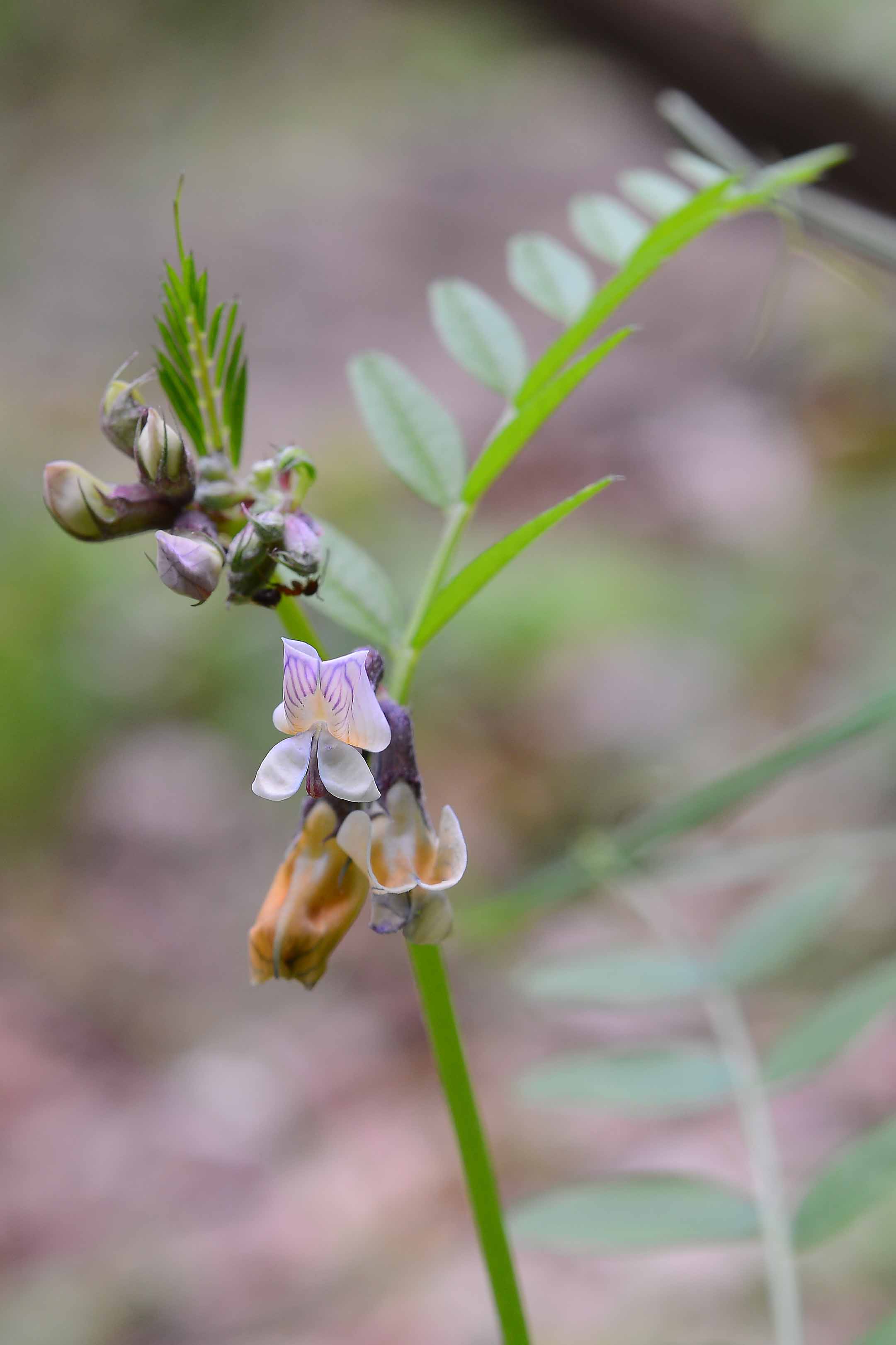 Vicia sepium / Veccia silvana