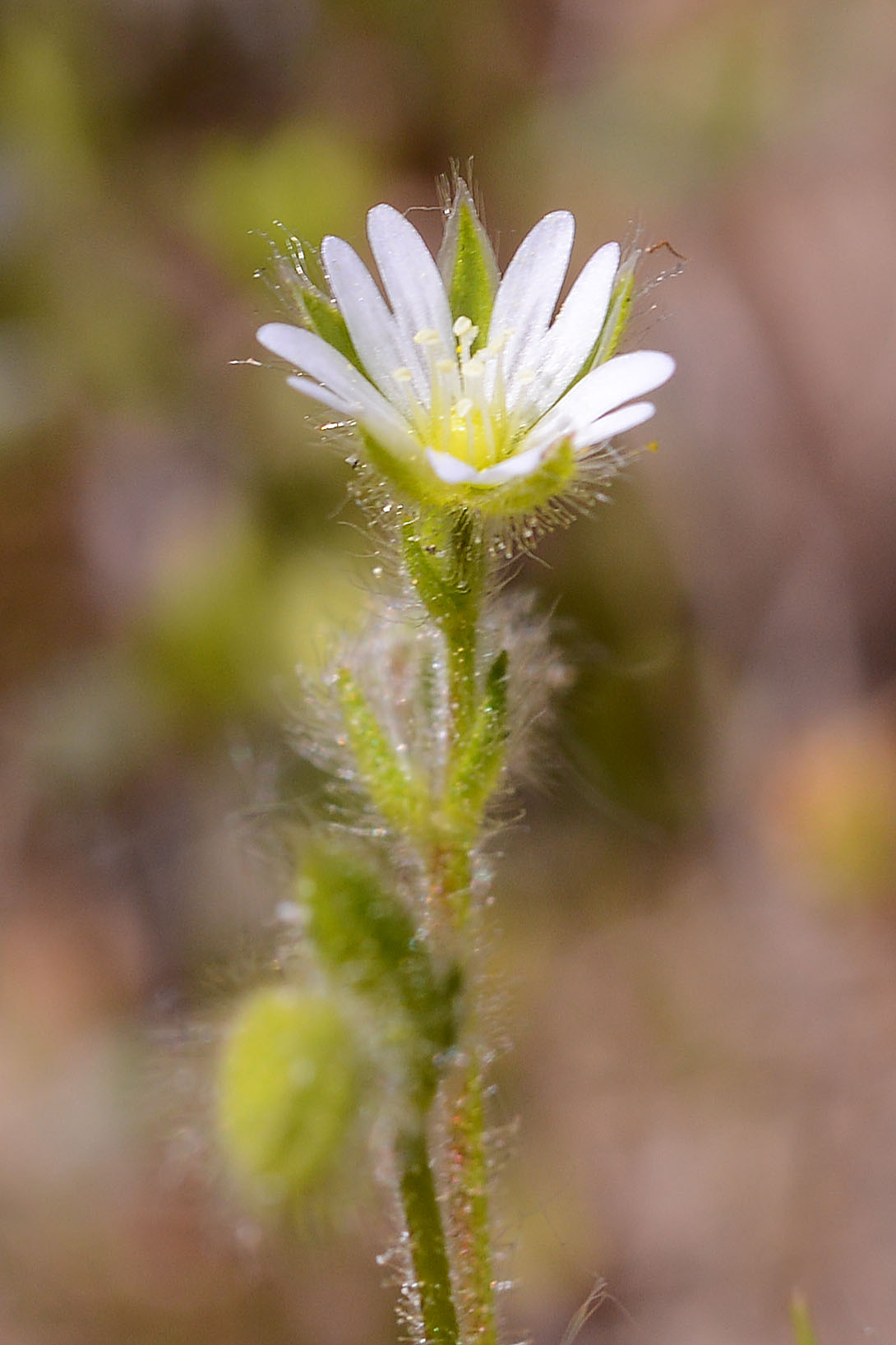 Cerastium brachypetalum subsp. roeseri / Peverina viscida