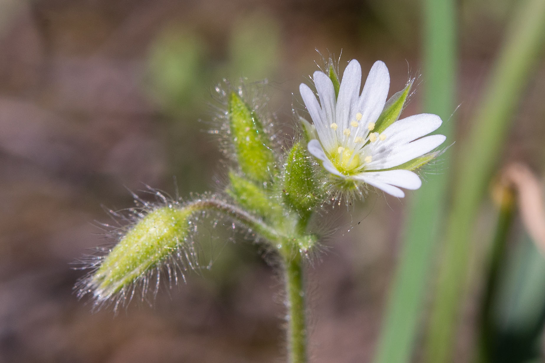 Cerastium brachypetalum subsp. roeseri / Peverina viscida