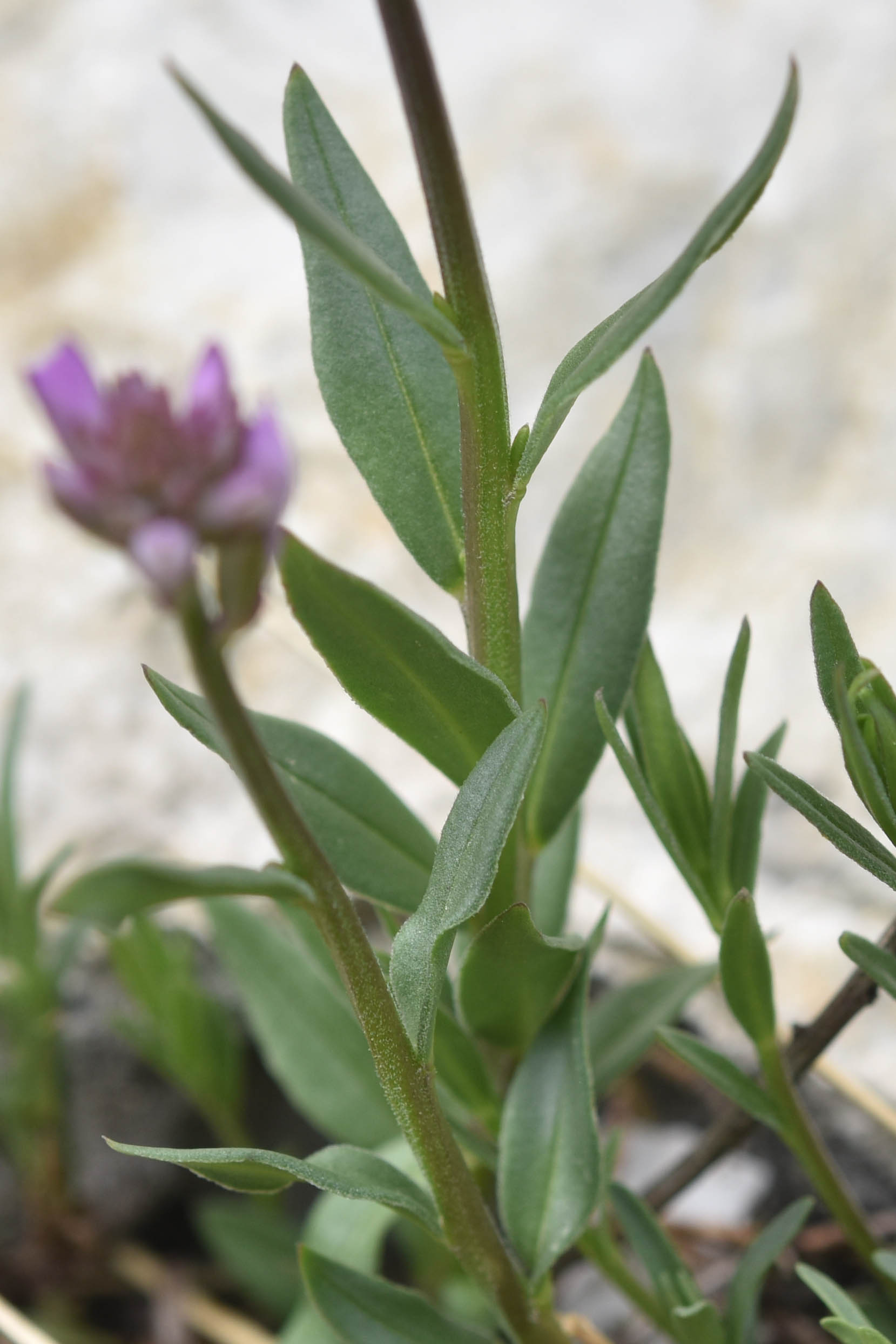 Polygala cfr. nicaeensis
