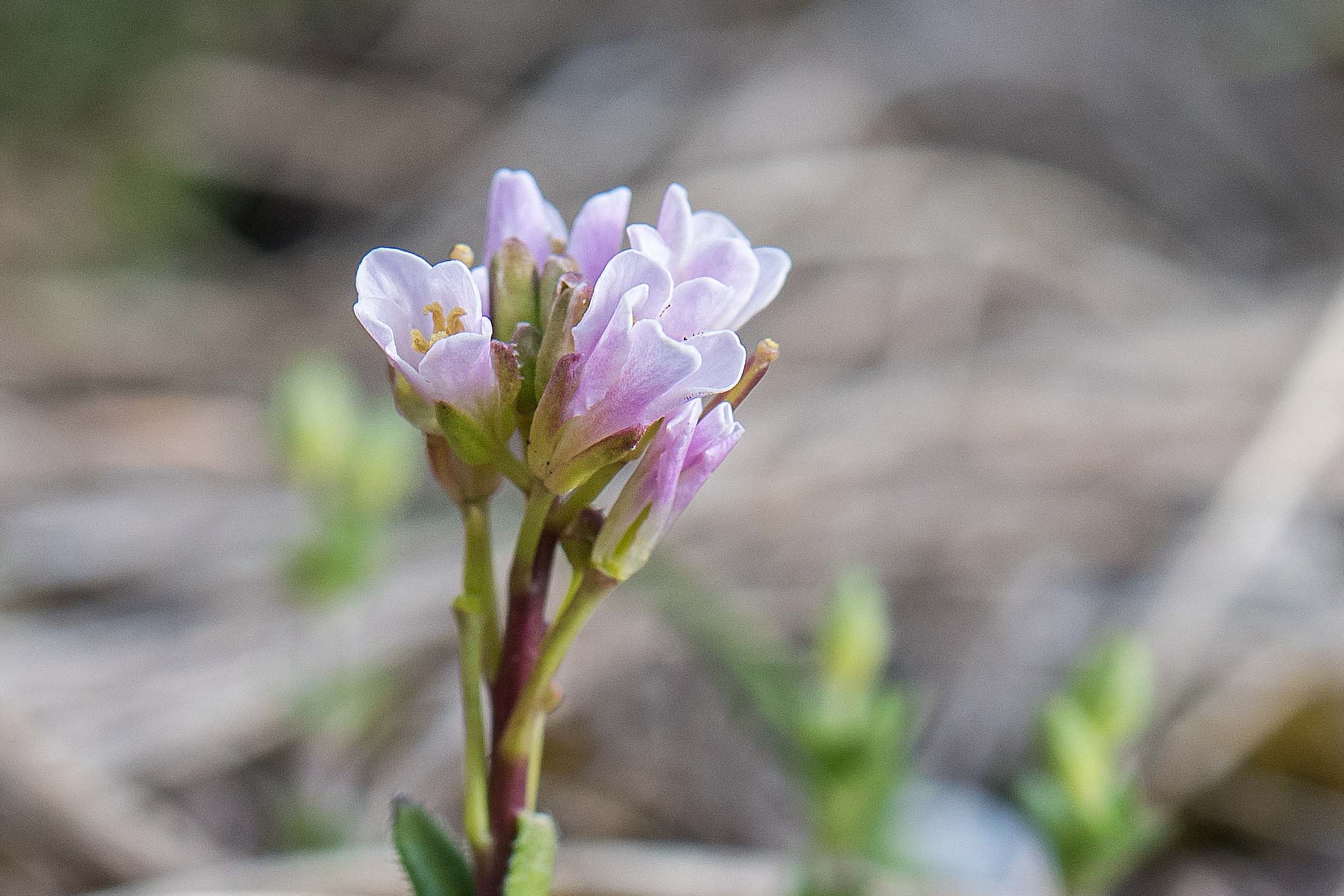 Brassicacea - Arabis sp.