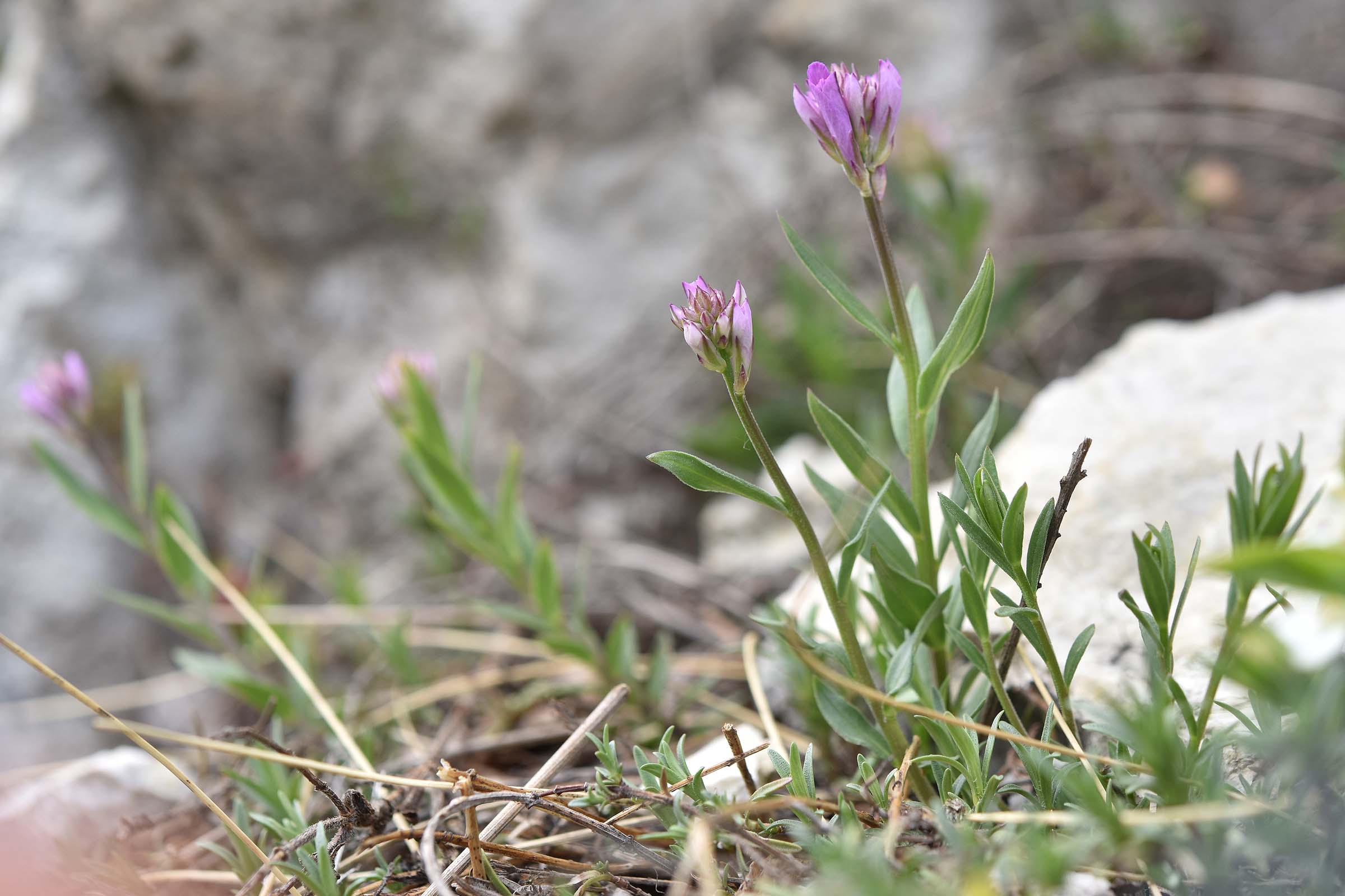 Polygala cfr. nicaeensis