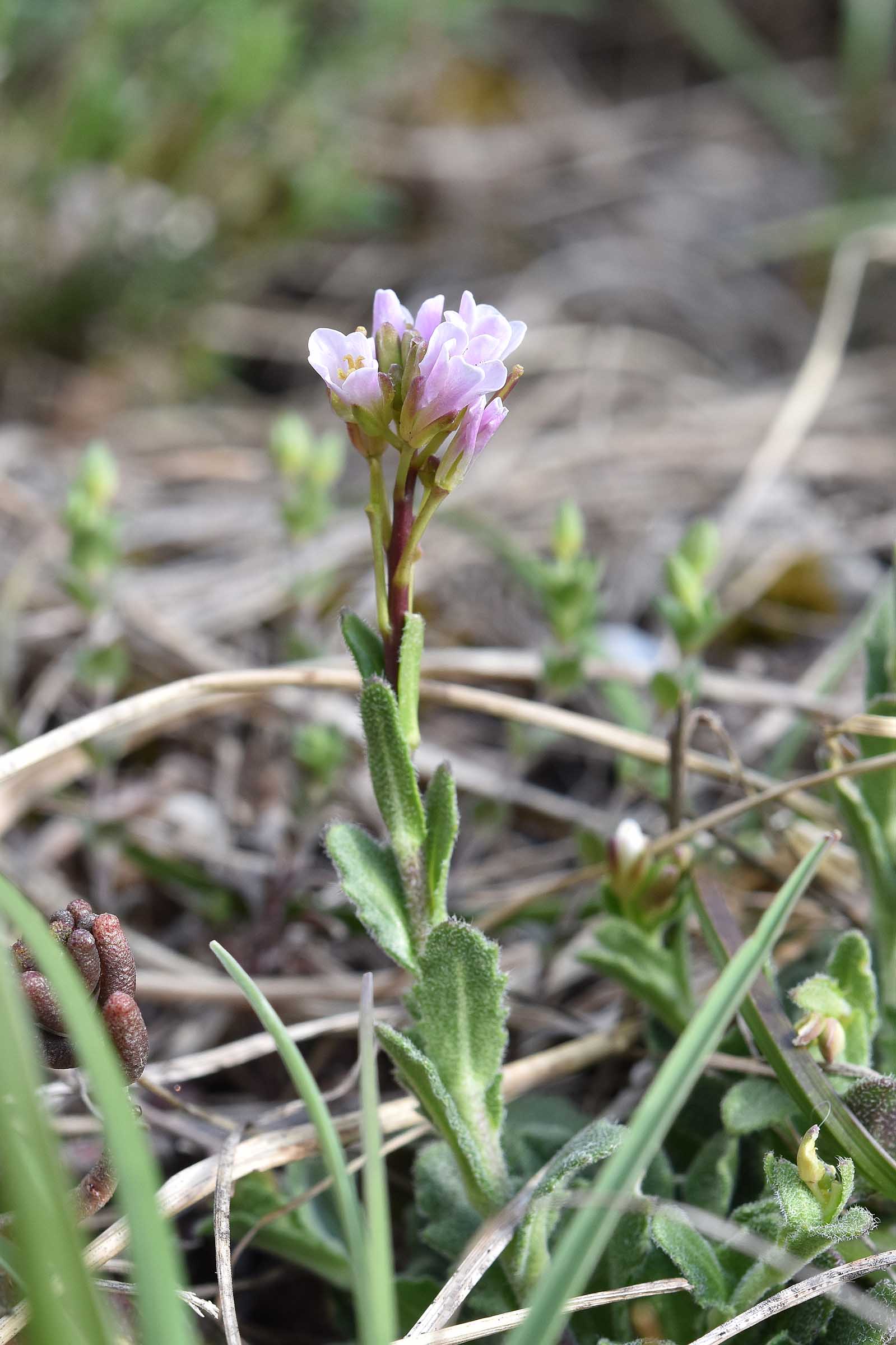 Brassicacea - Arabis sp.