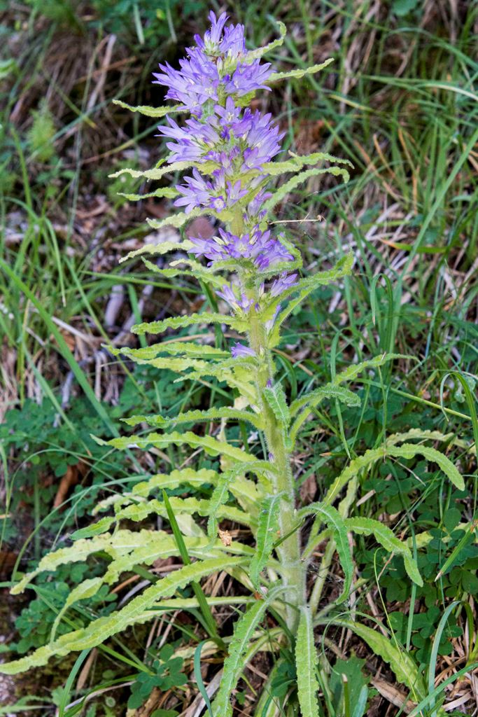 Campanula spicata
