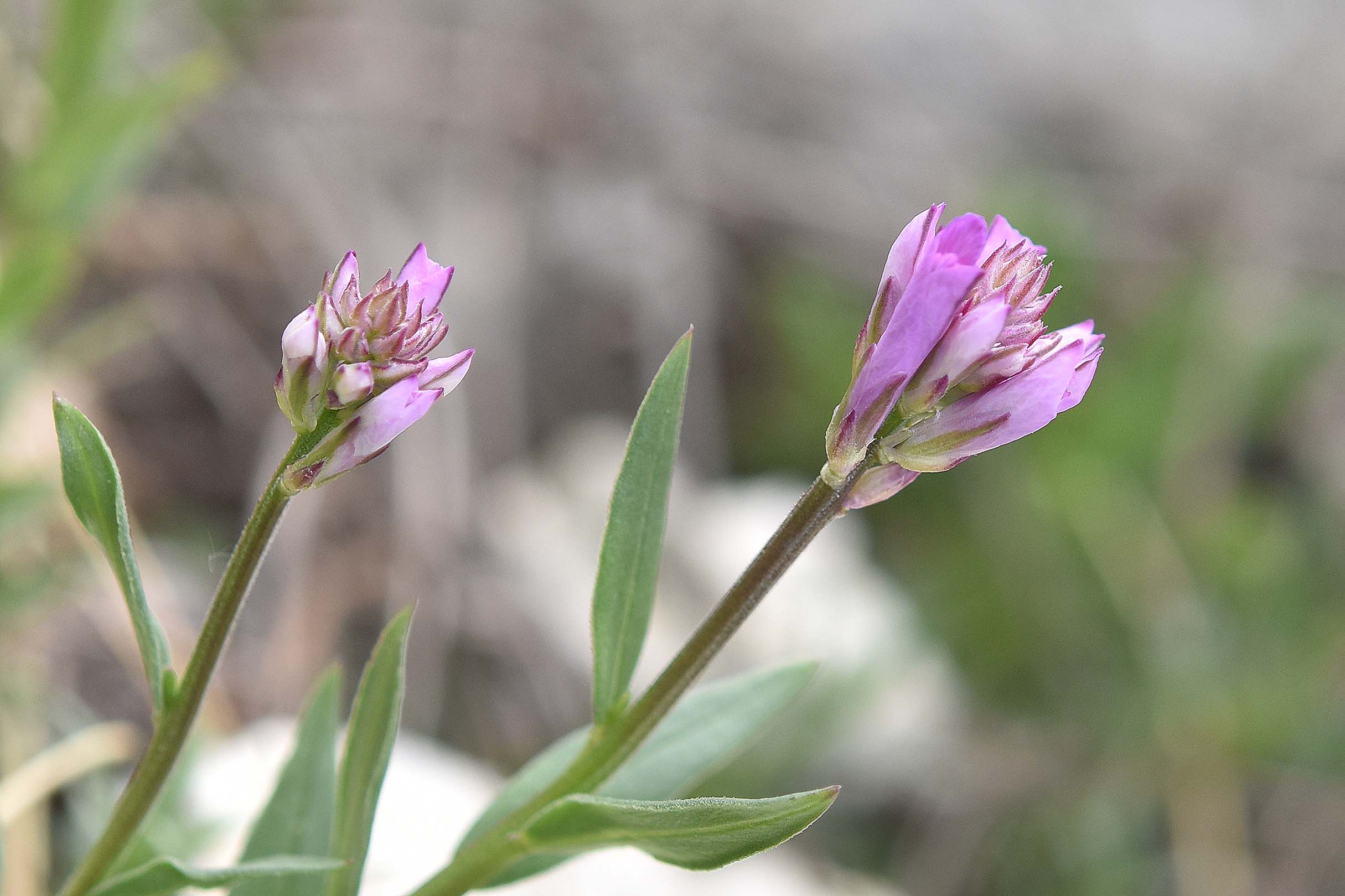Polygala cfr. nicaeensis