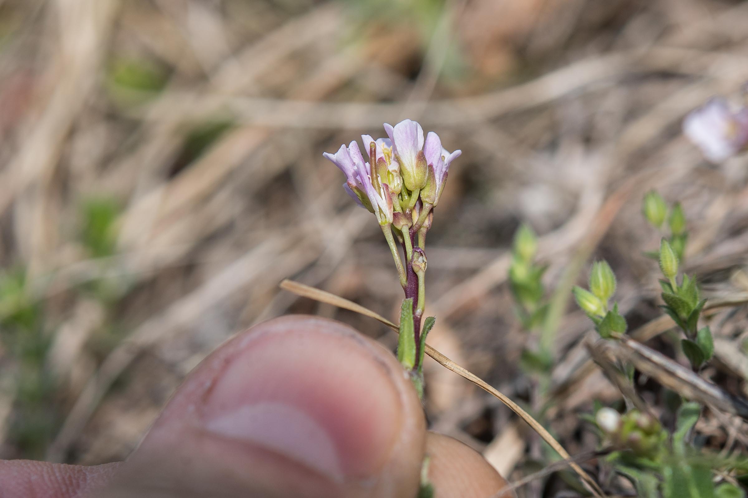 Brassicacea - Arabis sp.