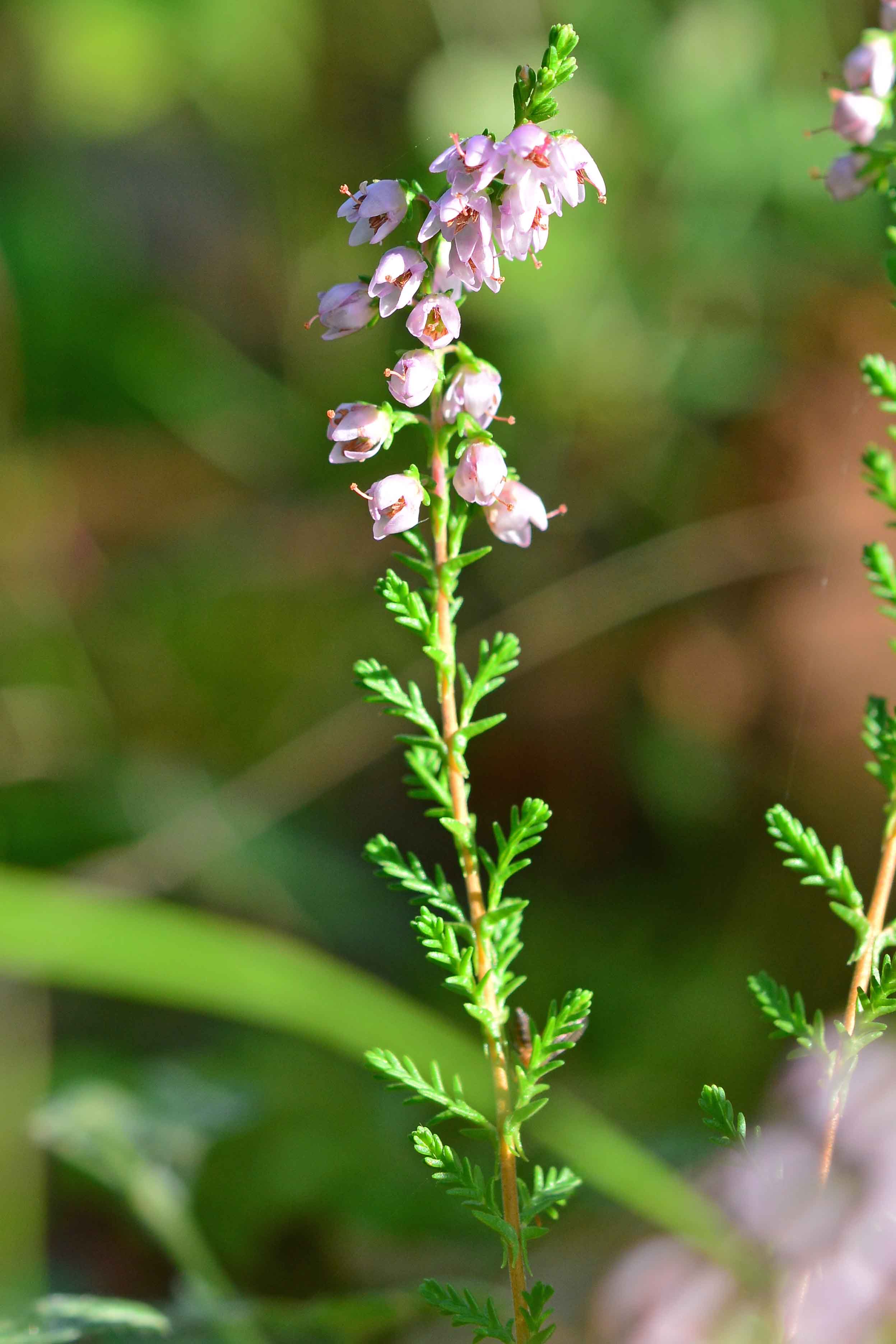 Calluna vulgaris