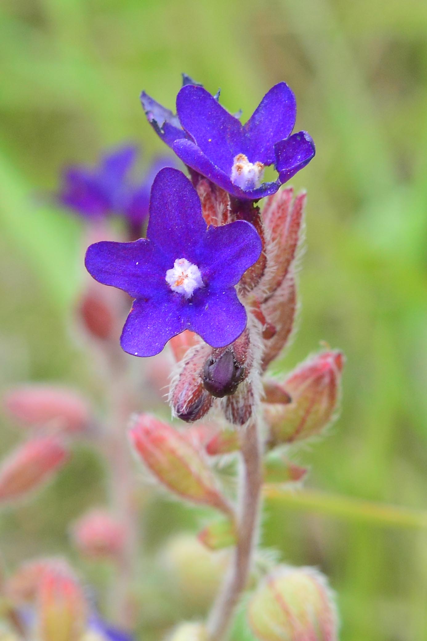 Anchusa undulata