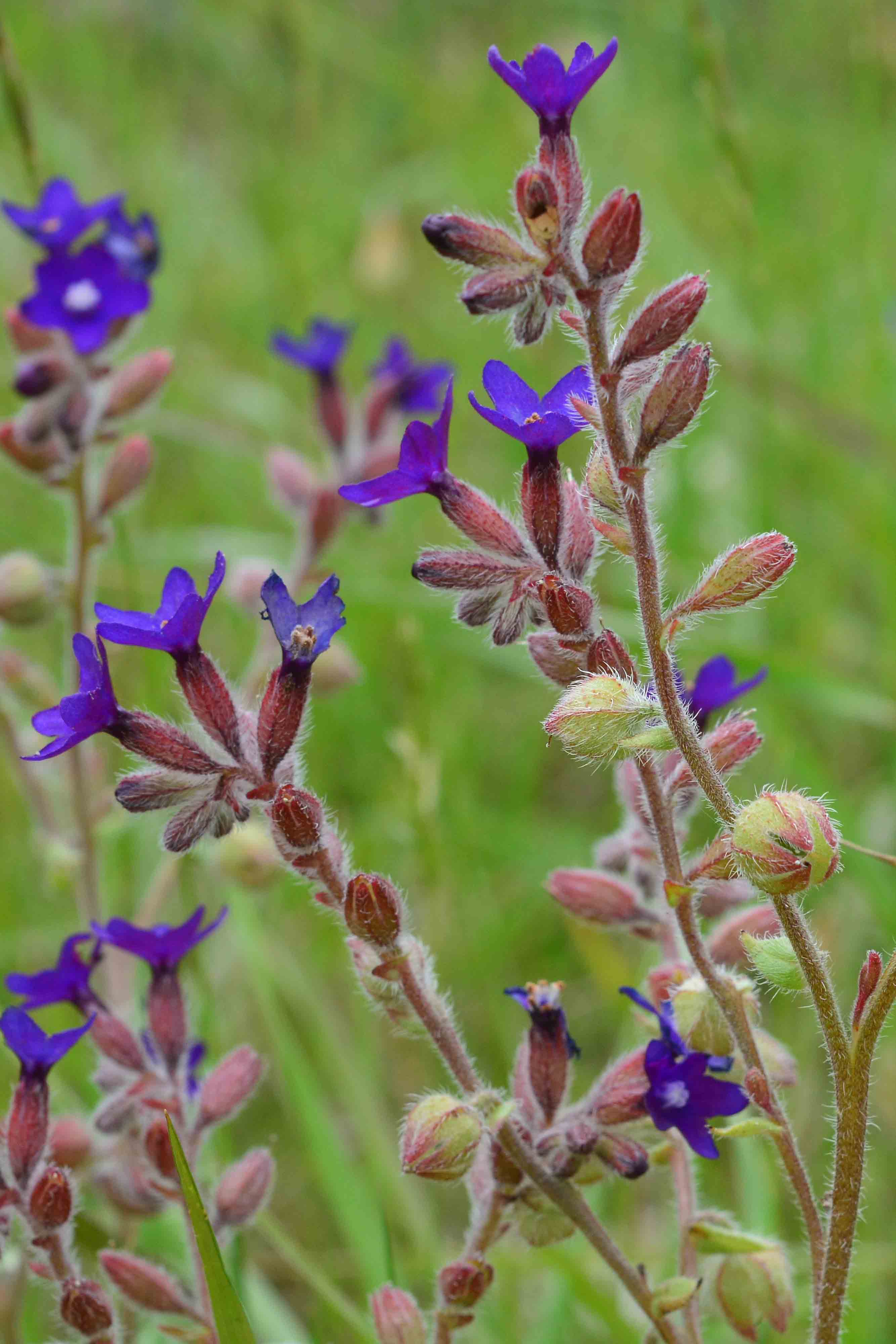 Anchusa undulata