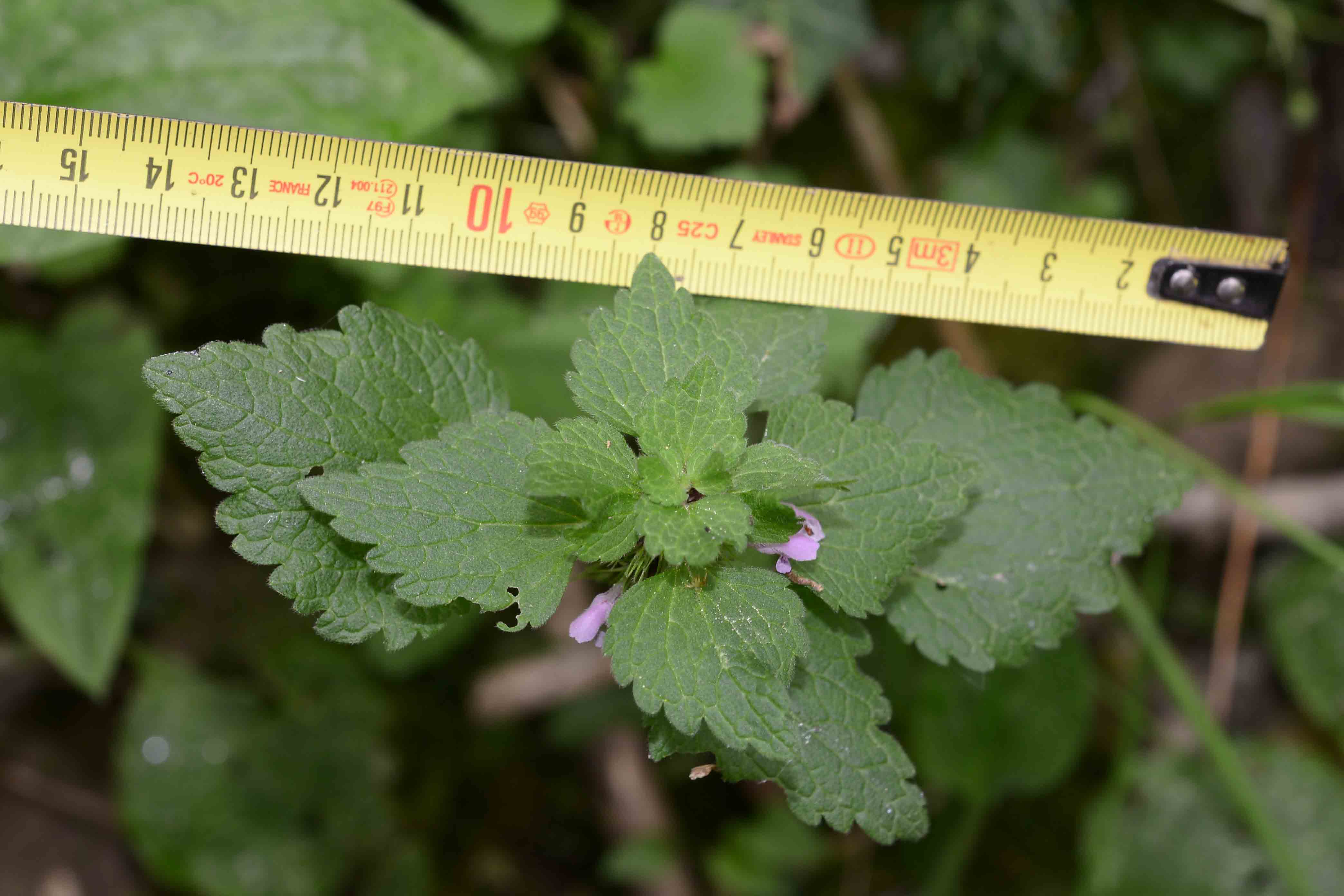 Lamium dd