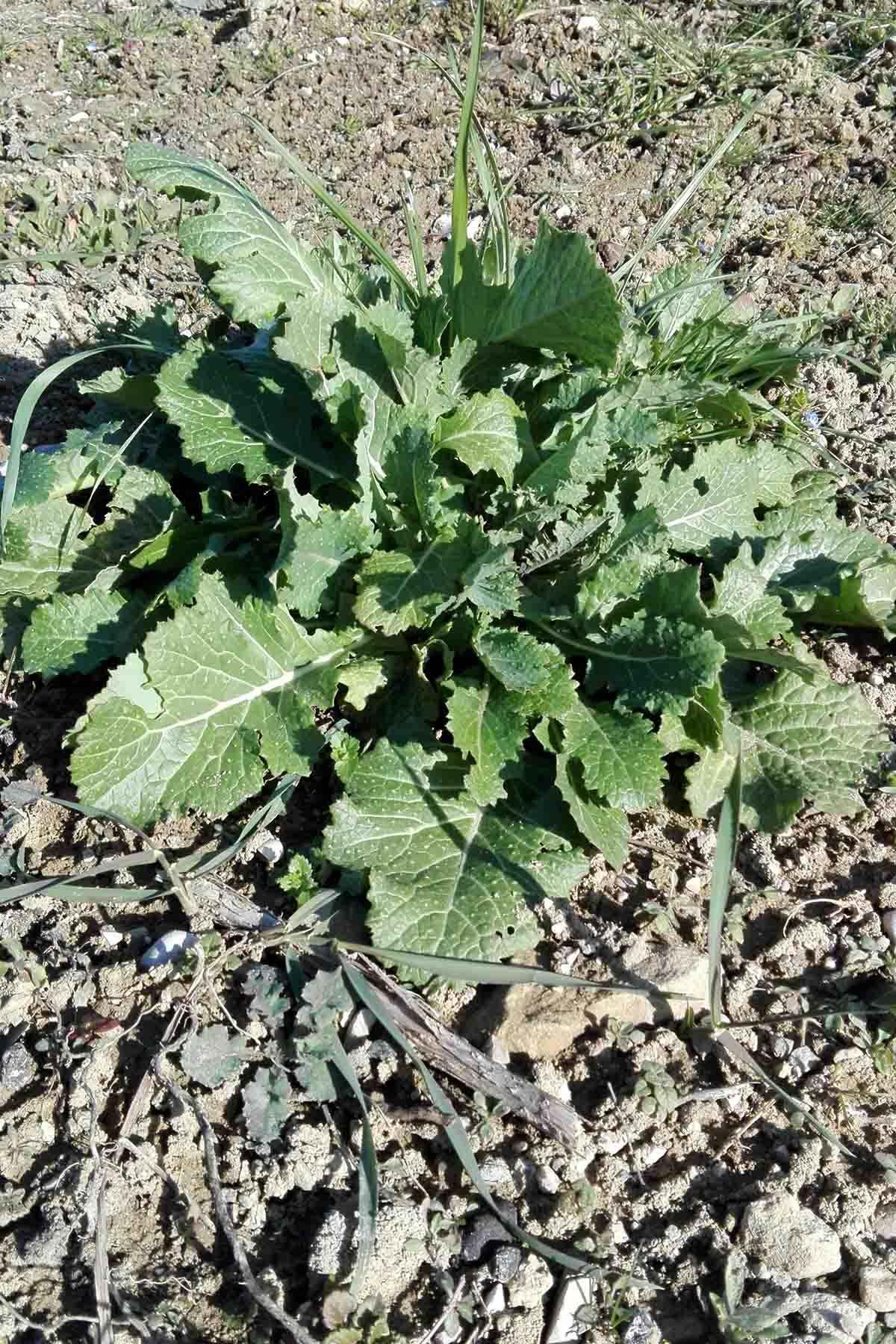 Brassica rapa