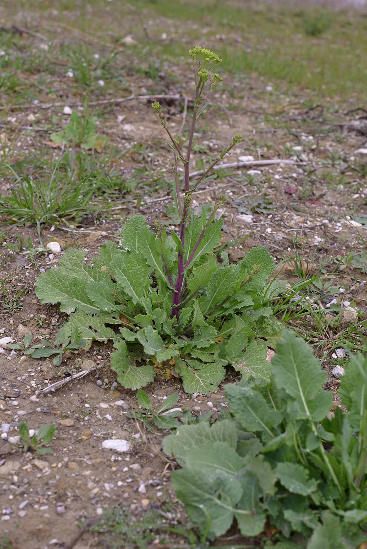 Brassica rapa