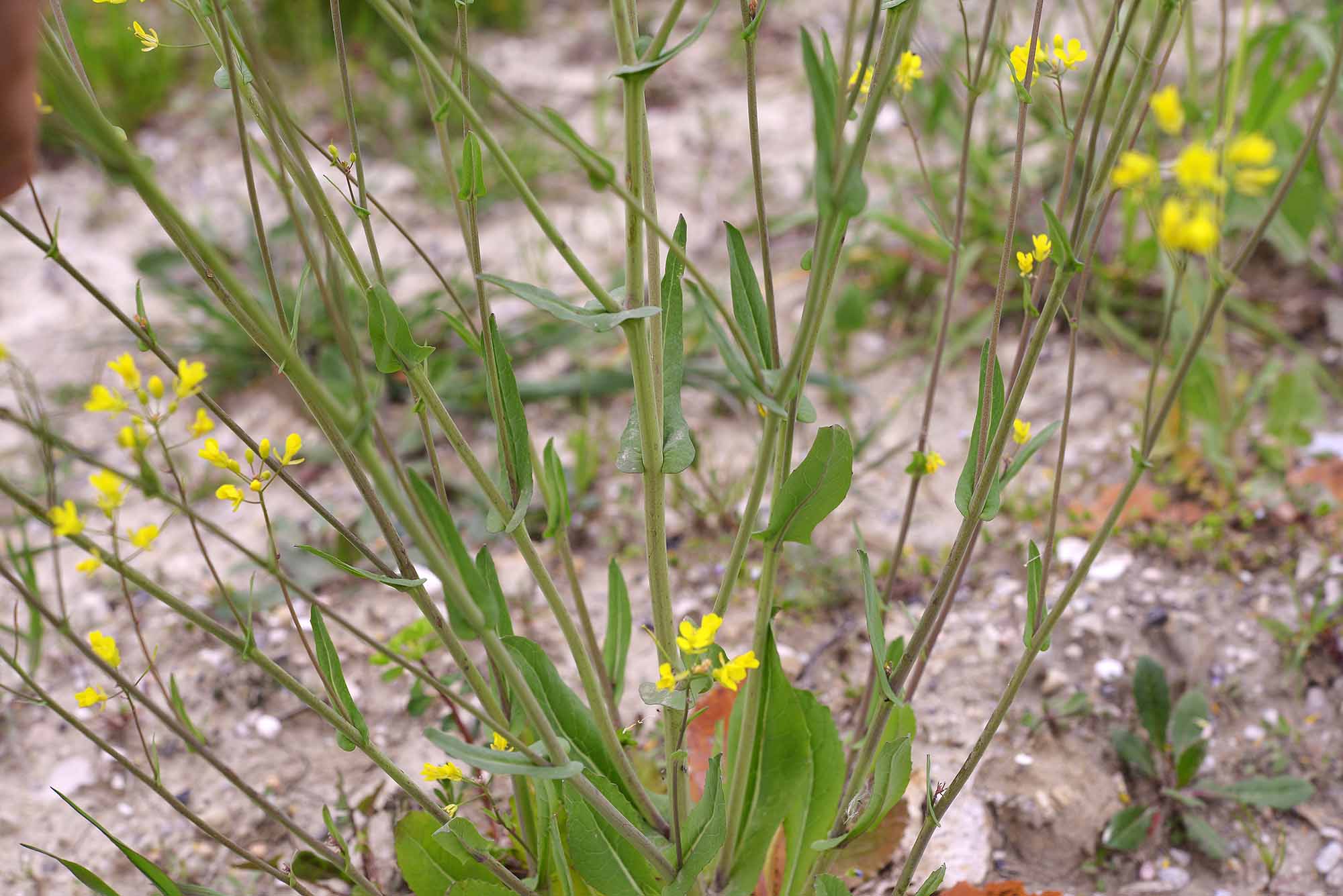 Brassica rapa
