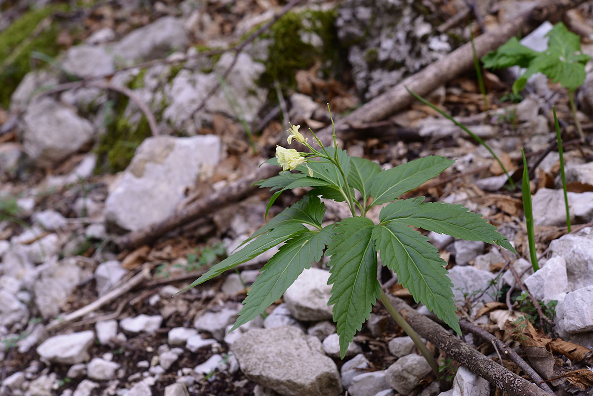 Cardamine enneaphyllos a 12 foglie