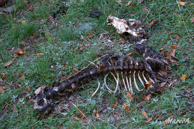 Il lupo appenninico