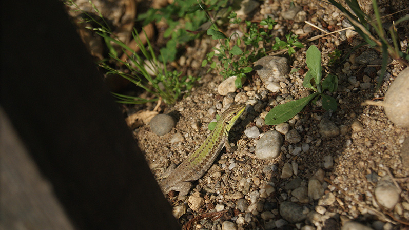 Podarcis campestris (/siculus?)  Calabria