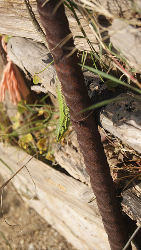 Podarcis campestris (/siculus?)  Calabria