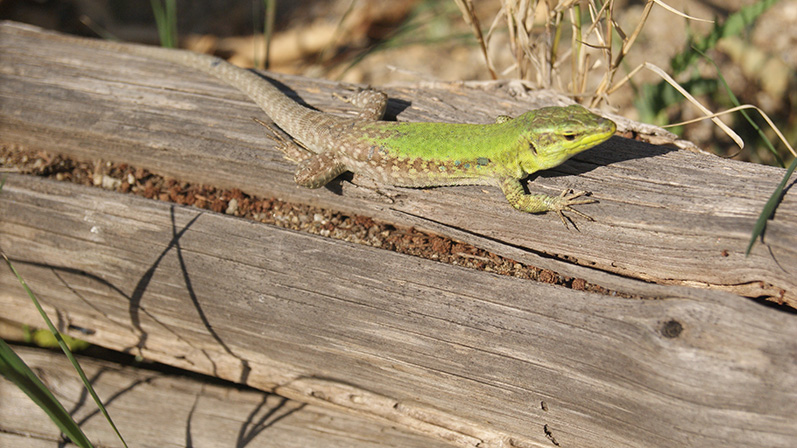 Podarcis campestris (/siculus?)  Calabria