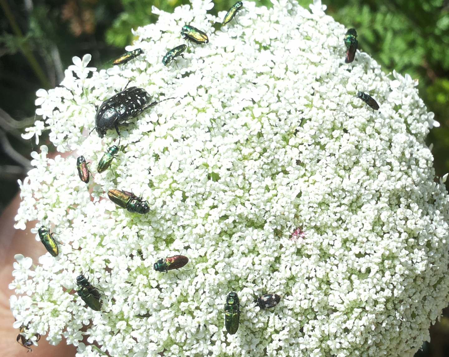 Oxythyrea funesta Megatoma undata e Anthaxia thalassophila