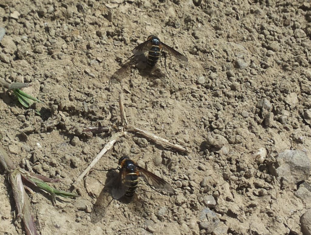 Bombyliidae, Lomatia sp.