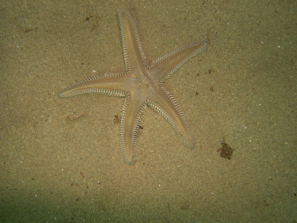 Astropecten platyacanthus da Cala Violina (GR)