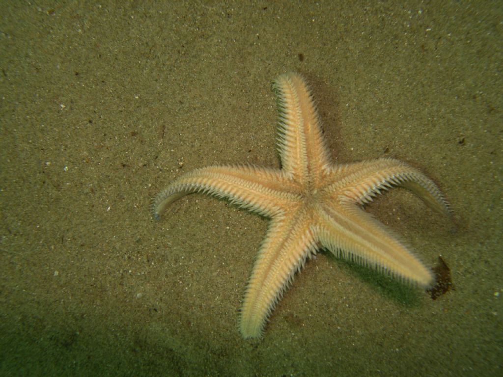Astropecten platyacanthus da Cala Violina (GR)