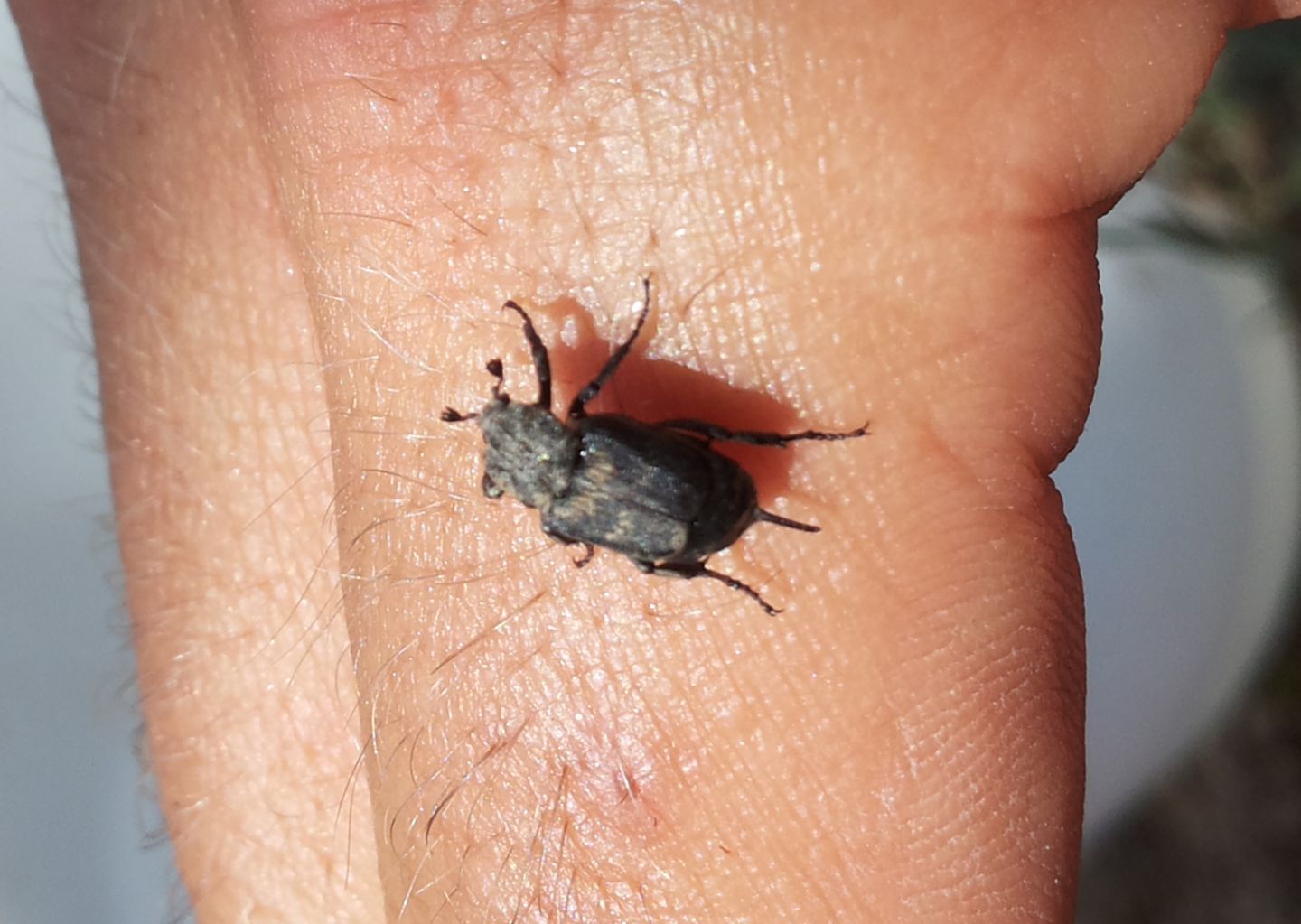 Valgus hemipterus, femmina   (Cetoniidae)
