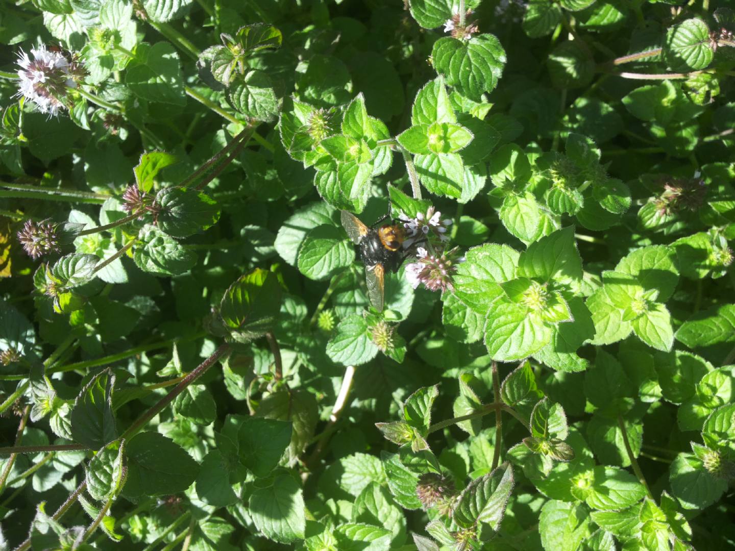 Tachina grossa (Tachinidae)