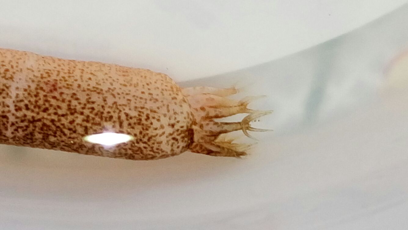 Labidoplax digitata da Follonica (esemplare da campionamento)
