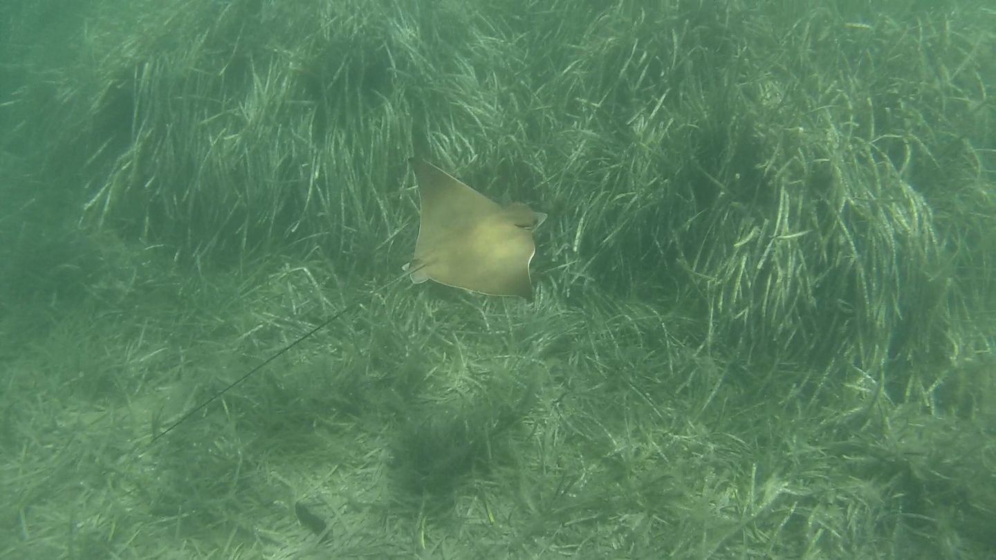 Vaccarella (Aetomylaeus bovinus) dalla Corsica